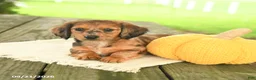 Miniature Dachshund dogs for sale: Angel - Ad 2
