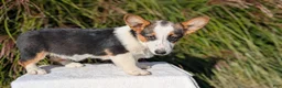 Welsh Corgi Pembroke dogs for sale: Logan - Ad 7