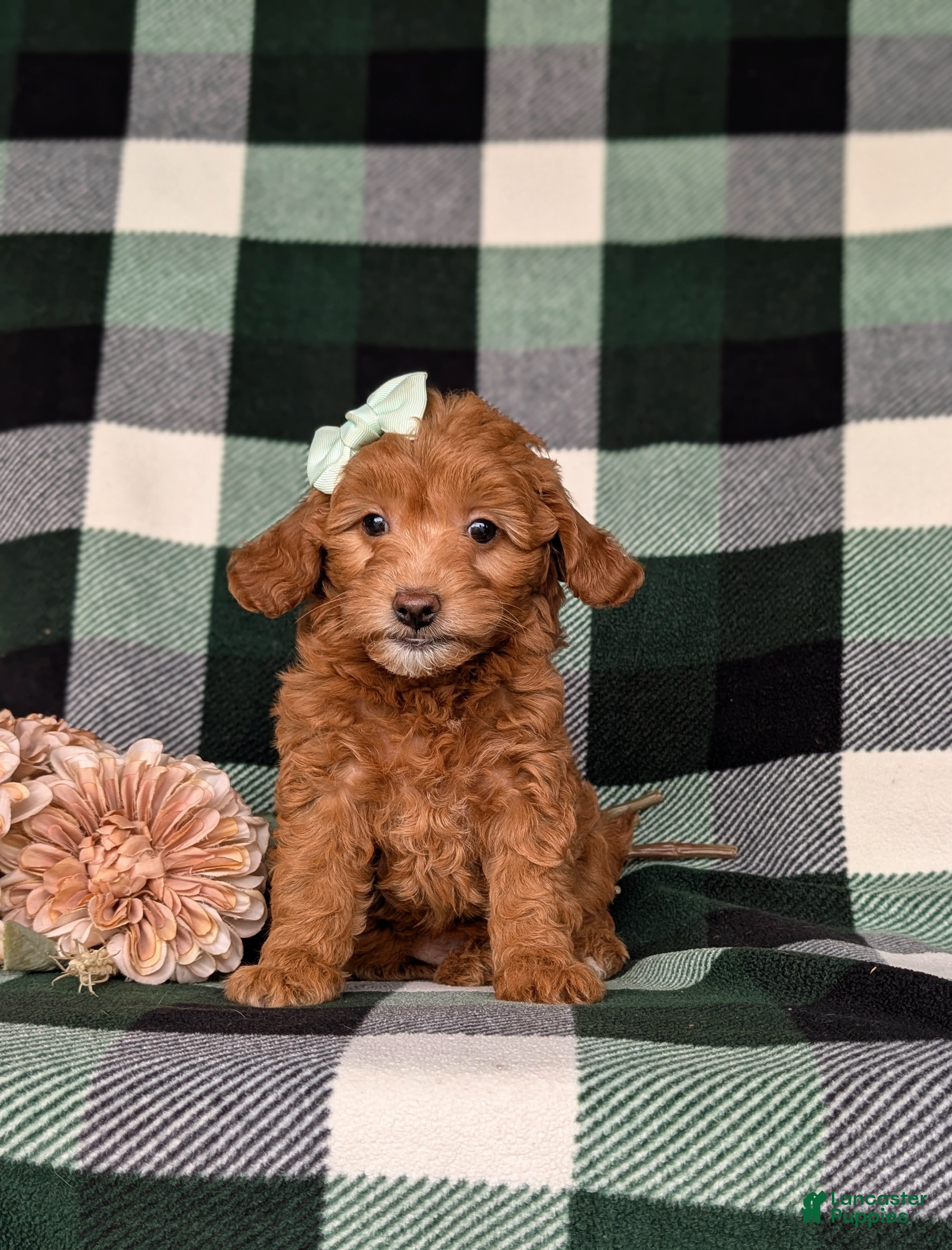 Miniature Poodle dogs Shyann - Ad 1
