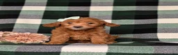 Miniature Poodle dogs for sale: Shyann - Ad 1