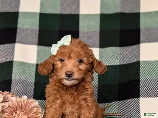 Miniature Poodle dogs for sale: Shyann - Ad 1