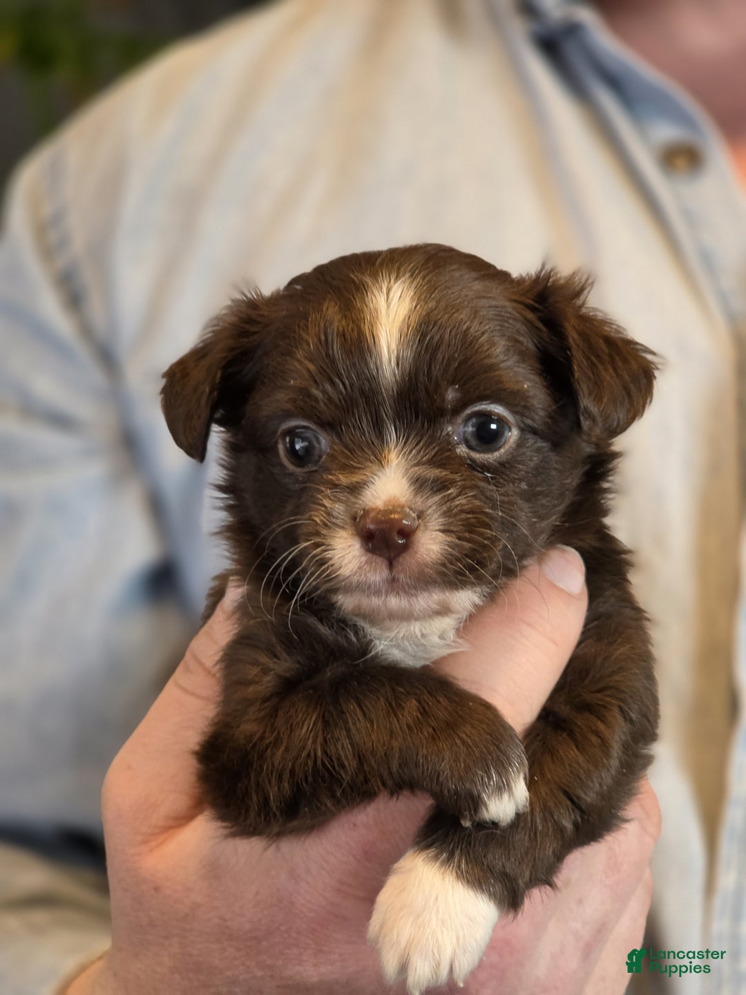 Chihuahua dogs for sale: Teddy - Ad 6
