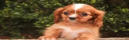 Cavalier King Charles Spaniel dogs for sale: Freddy Cavalier King Charles Spaniel  - Ad 3