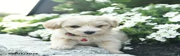 Maltipoo dogs for sale: Cupcake  - Ad 3