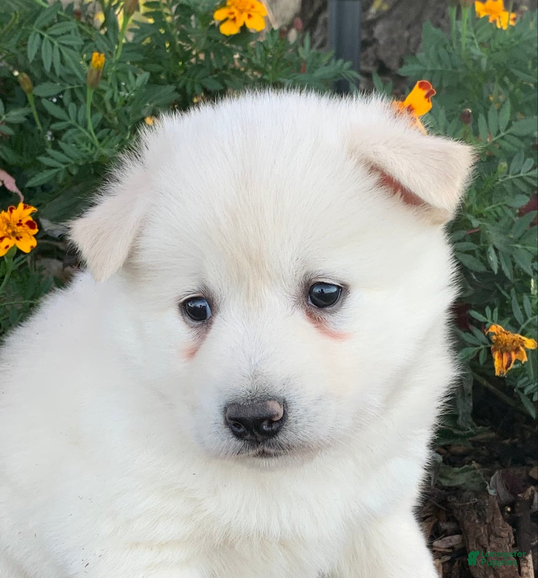 Alaskan Klee Kai dogs for sale: Handsome little Wellington~!!! - Ad 10