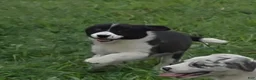 Border Collie dogs for sale: AKC Junior  - Ad 4