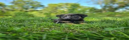 German Shepherd dogs for sale: Mindy - Ad 3