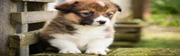 Welsh Corgi Pembroke dogs for sale: Gene - Ad 9