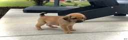 Puggle dogs for sale: Puggle 5 - Ad 1