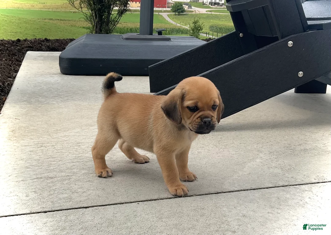 Puggle dogs for sale: Puggle 5 - Ad 1