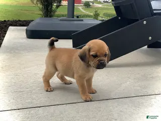 Puggle dogs Puggle 5 - Ad 42