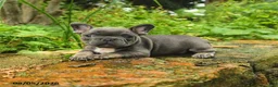 French Bulldog dogs for sale: Aina - Ad 3