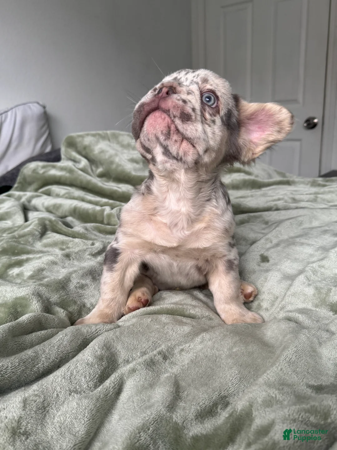 French Bulldog dogs for sale: Big Rope Lilac tan Merle Fluffy Male  - Ad 16