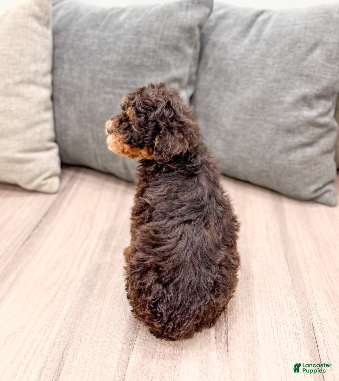 Miniature Poodle dogs for sale: Snickers - Ad 5