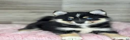 Pomsky dogs for sale: Sophia - Ad 3