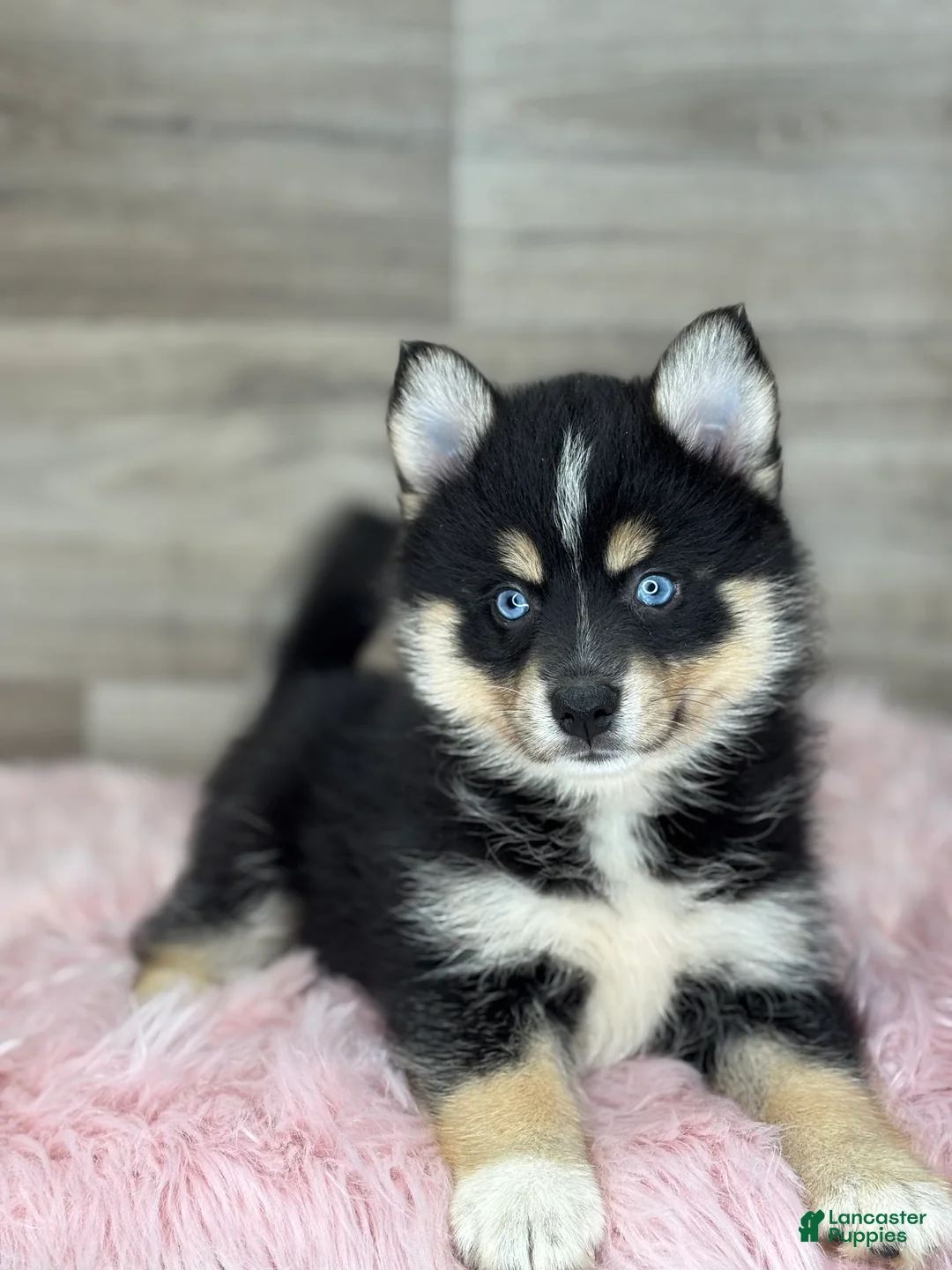Pomsky dogs for sale: Sophia - Ad 3