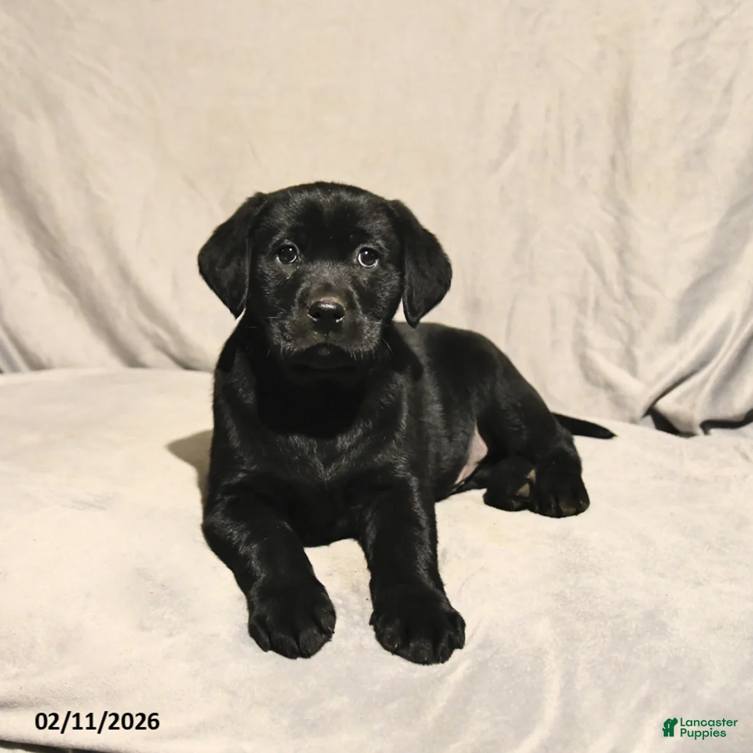 Labrador Retriever dogs for sale: Joey - Ad 3