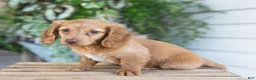 Dachshund dogs for sale: Winnie - Ad 5