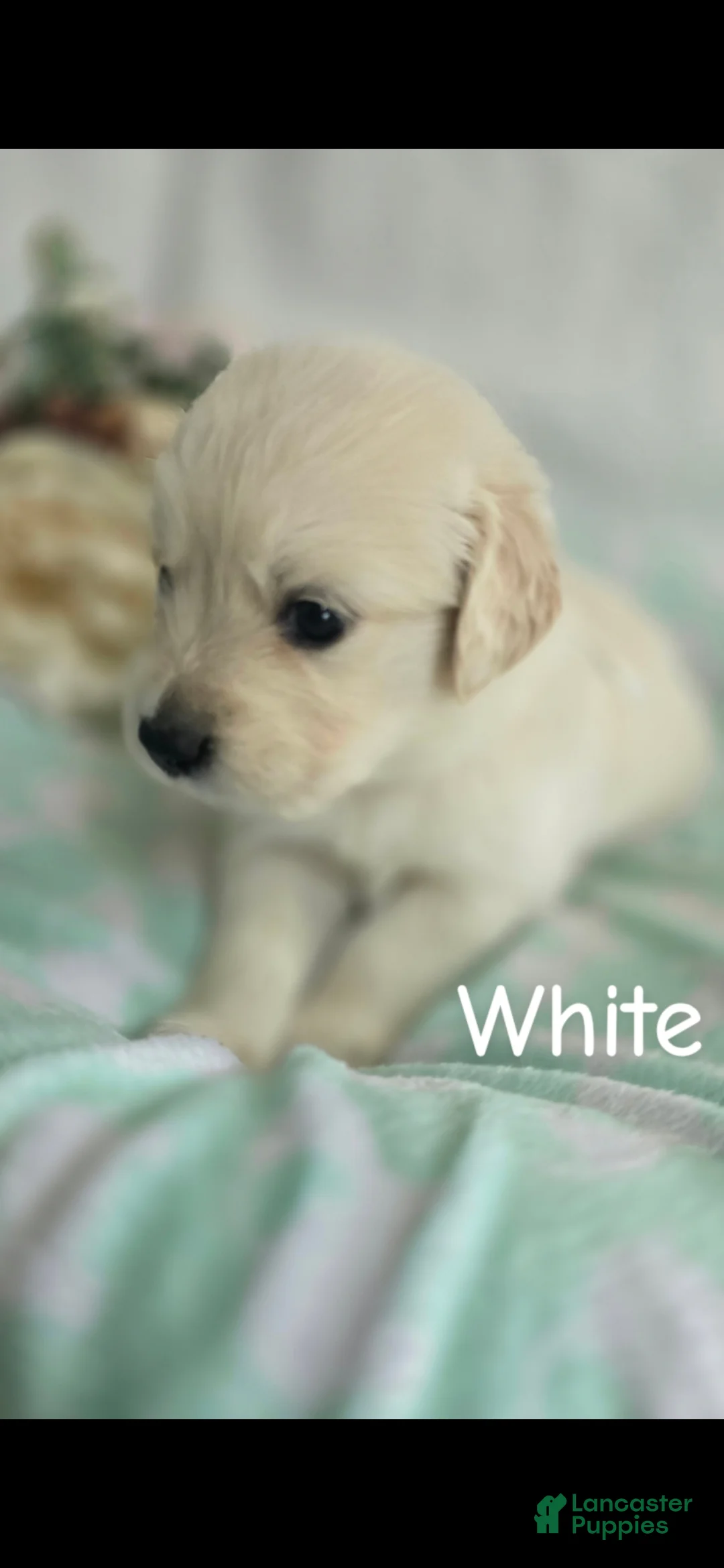 Golden Retriever dogs for sale: Golden Retriever 6 - Ad 2