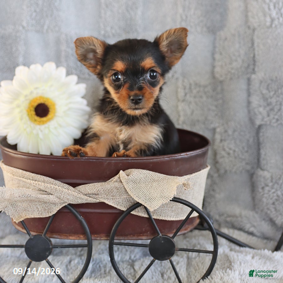Yorkshire Terrier dogs Coffee Teacup - Ad 2