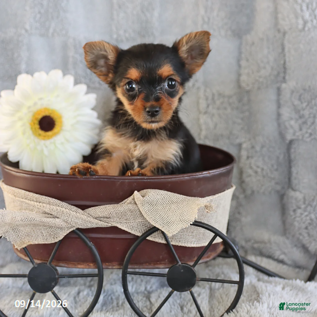 Yorkshire Terrier dogs for sale: Coffee Teacup - Ad 2
