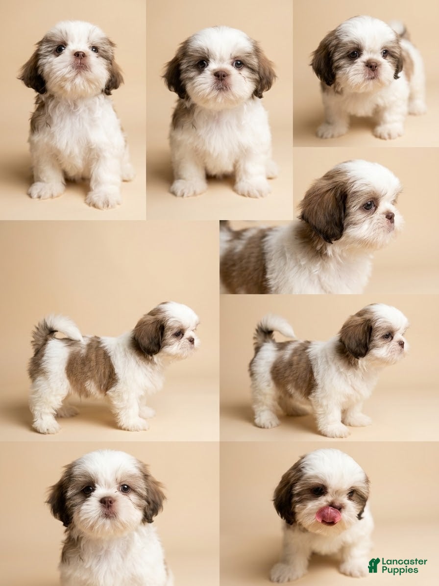 Shih Tzu dogs for sale: Princess Chloe  - Ad 1