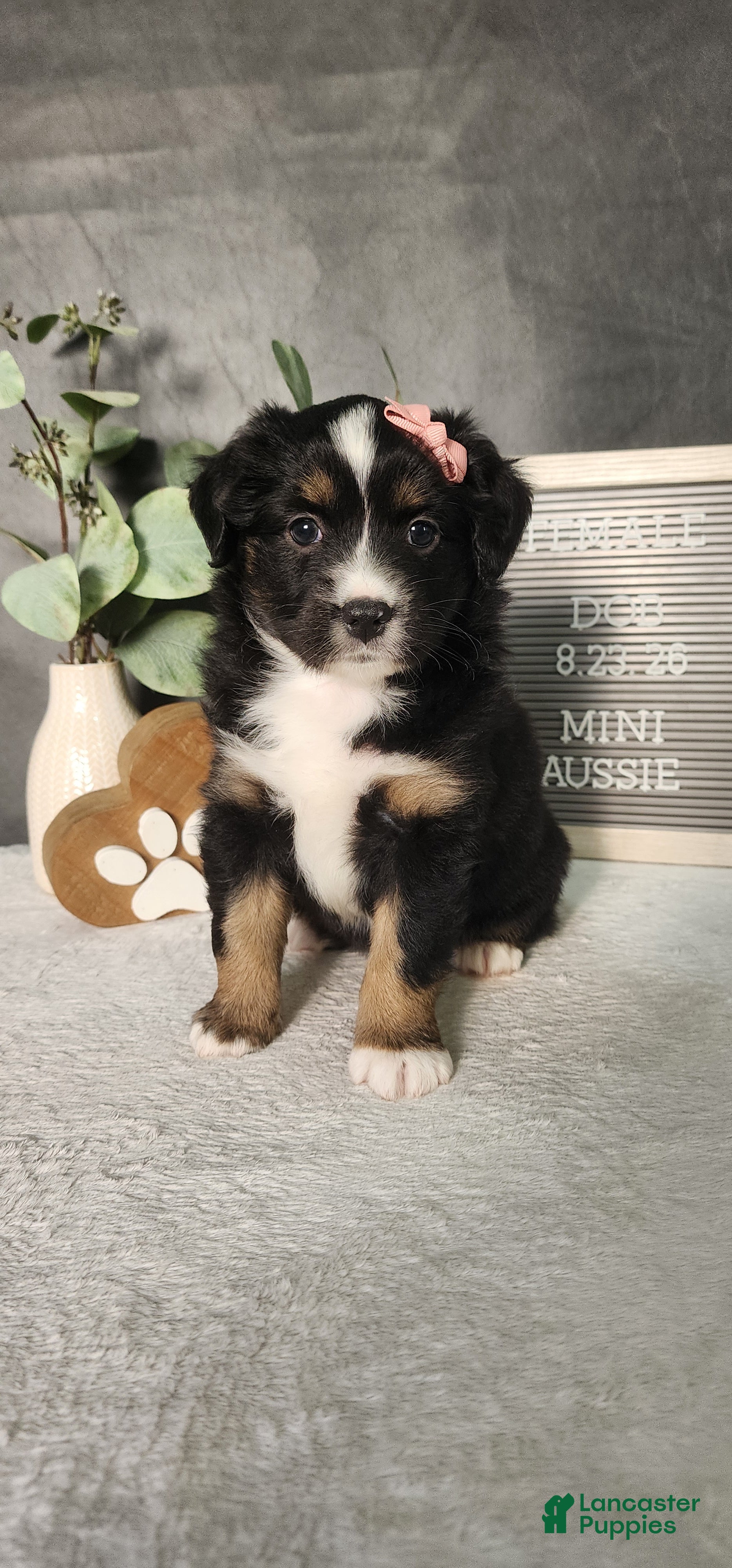 Miniature Australian Shepherd dogs Grace - Ad 1