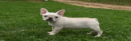 Mixed Breed dogs for sale: Marie Female French Pug - Ad 5