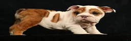 English Bulldog dogs for sale: Roxie - Ad 2