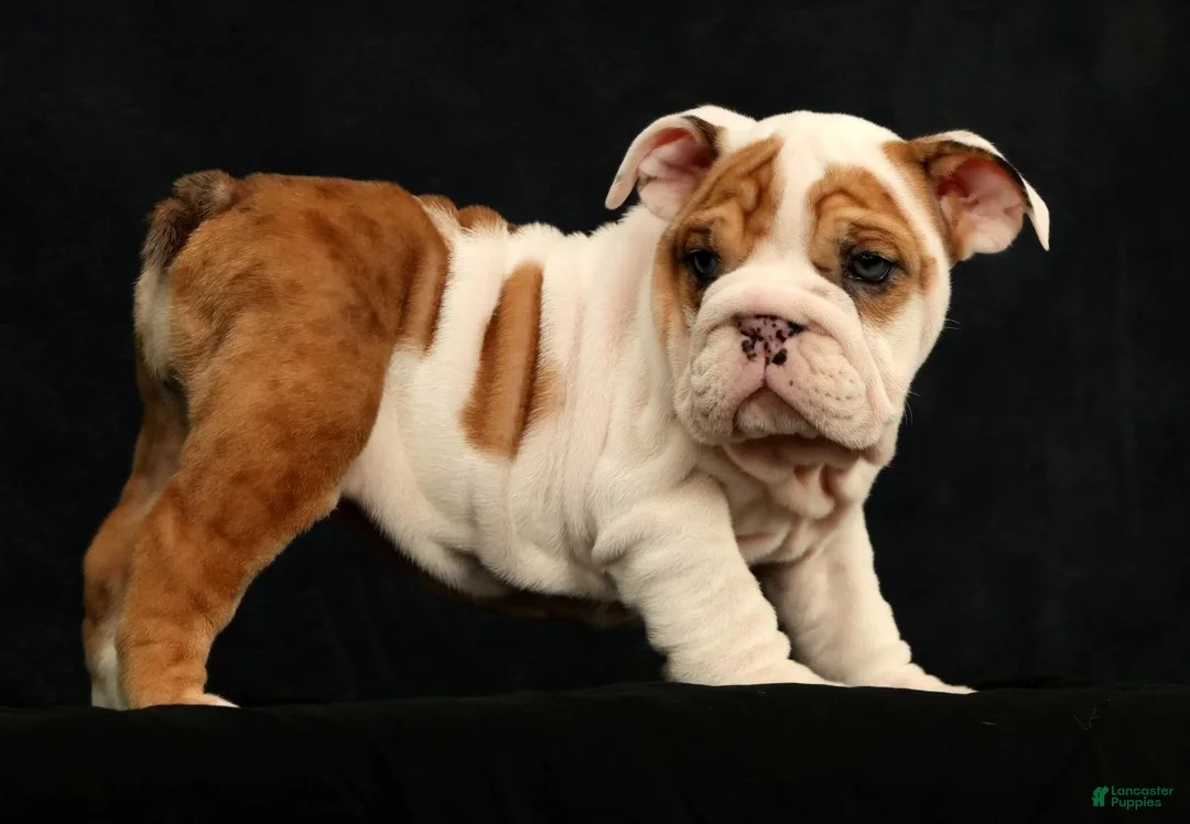 English Bulldog dogs for sale: Roxie - Ad 2