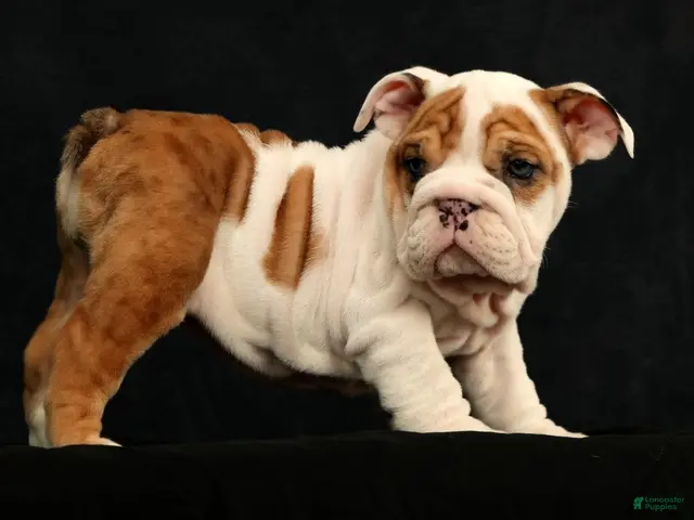 English Bulldog dogs for sale: Roxie - Ad 2