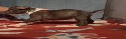 American Bully dogs for sale: American Bully 5 - Ad 1