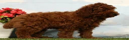 Miniature Poodle dogs for sale: Luka - Ad 3
