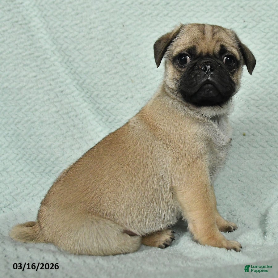 Pug dogs Abbot - Ad 2