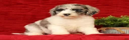 Sheepadoodle dogs for sale: Bella - Ad 5