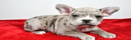 Frenchton dogs for sale: Wendy - Ad 6