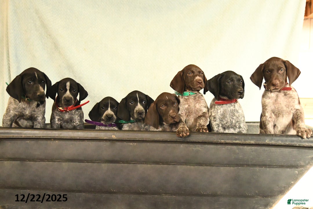 German Shorthaired Pointer dogs for sale: Tisha - Ad 5