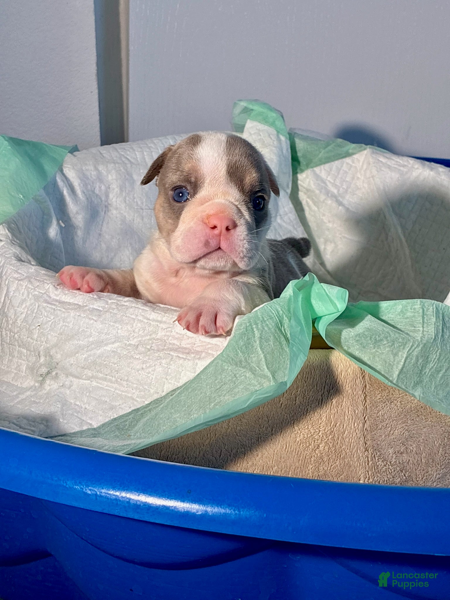 English Bulldog dogs Layla - Ad 1