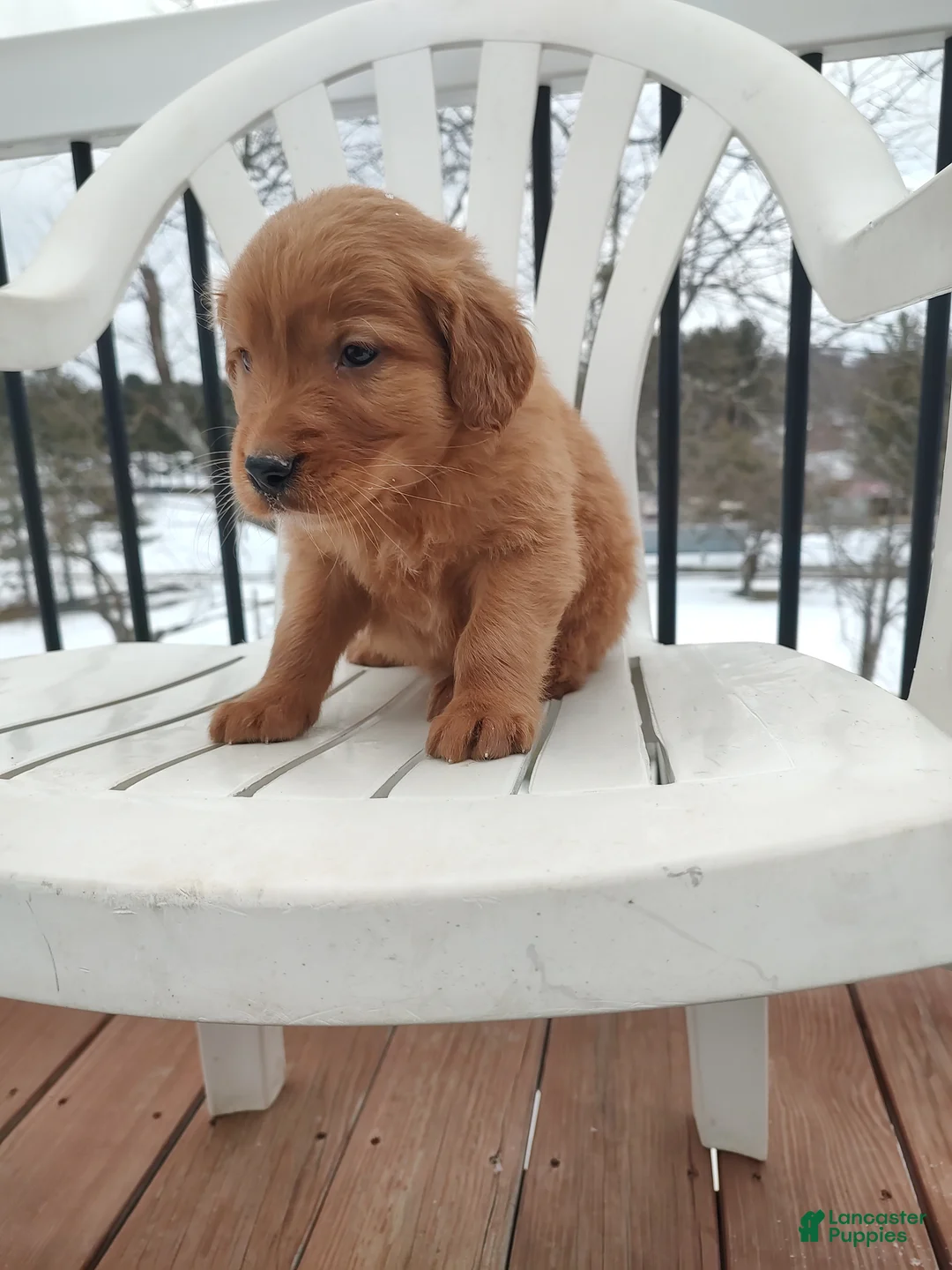 Mixed Breed dogs for sale: Rio - Ad 5