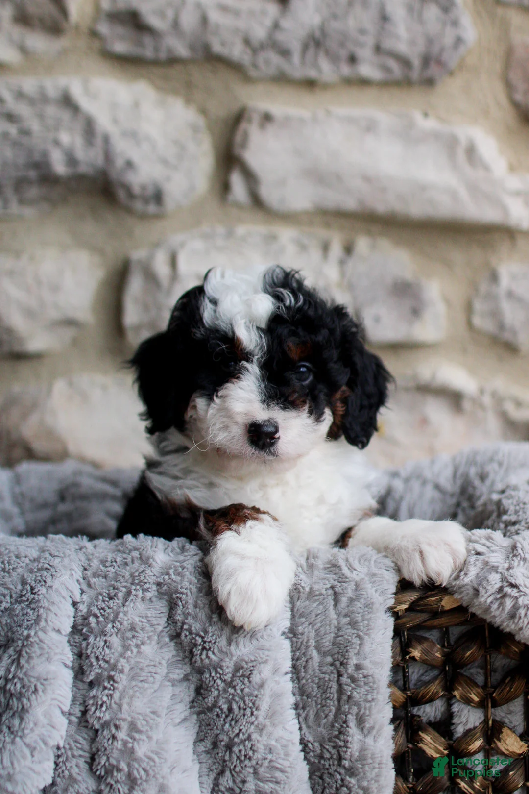 Mini Bernedoodle dogs for sale: Beau - Ad 1
