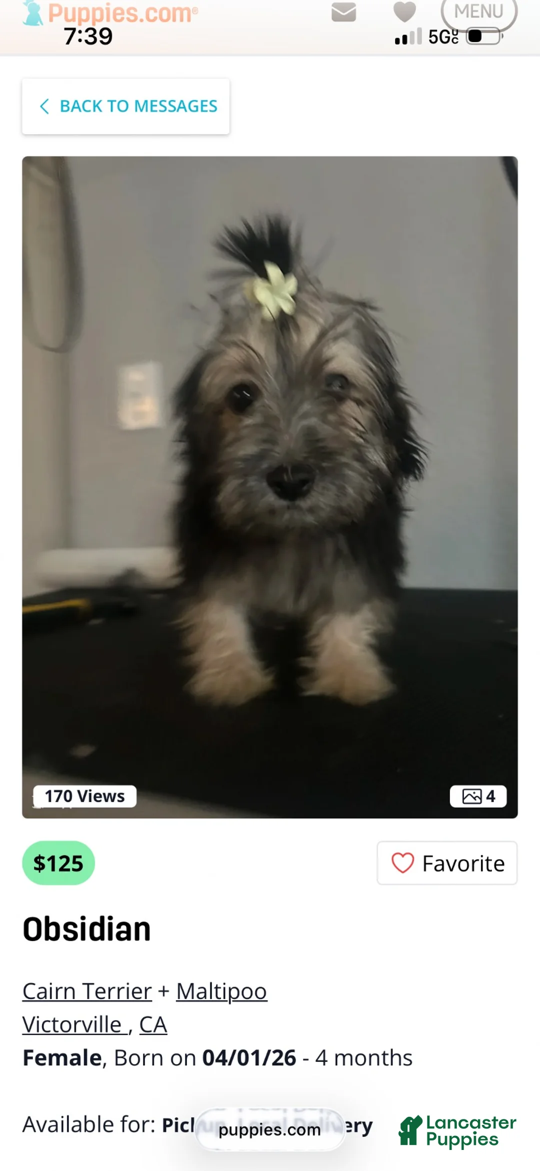 Mixed Breed dogs for sale: Mixed Breed 1 - Ad 3