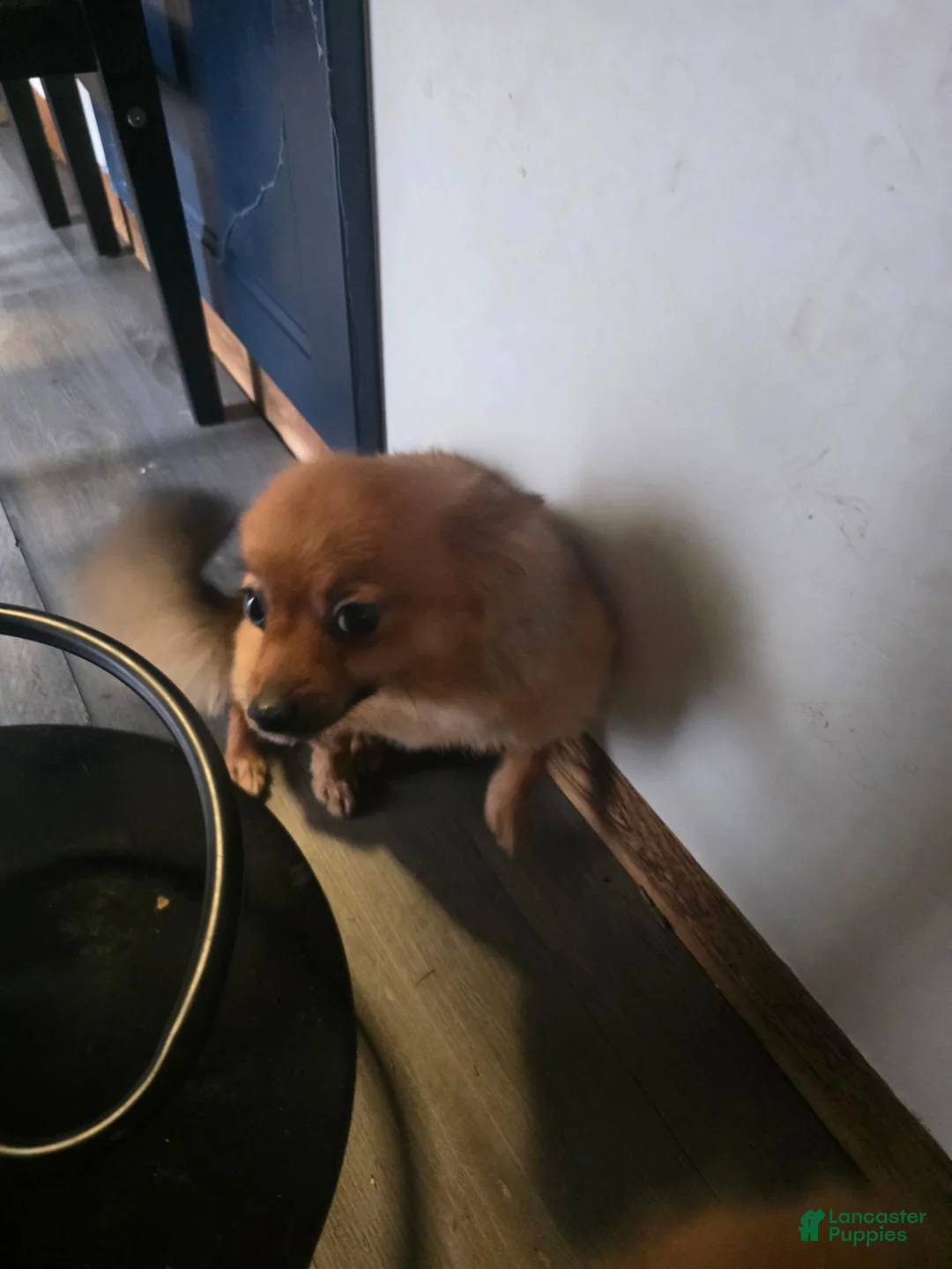 Pomeranian dogs for sale: Willow - Ad 2