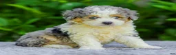 Mini Aussiedoodle dogs for sale: Winston - Ad 5