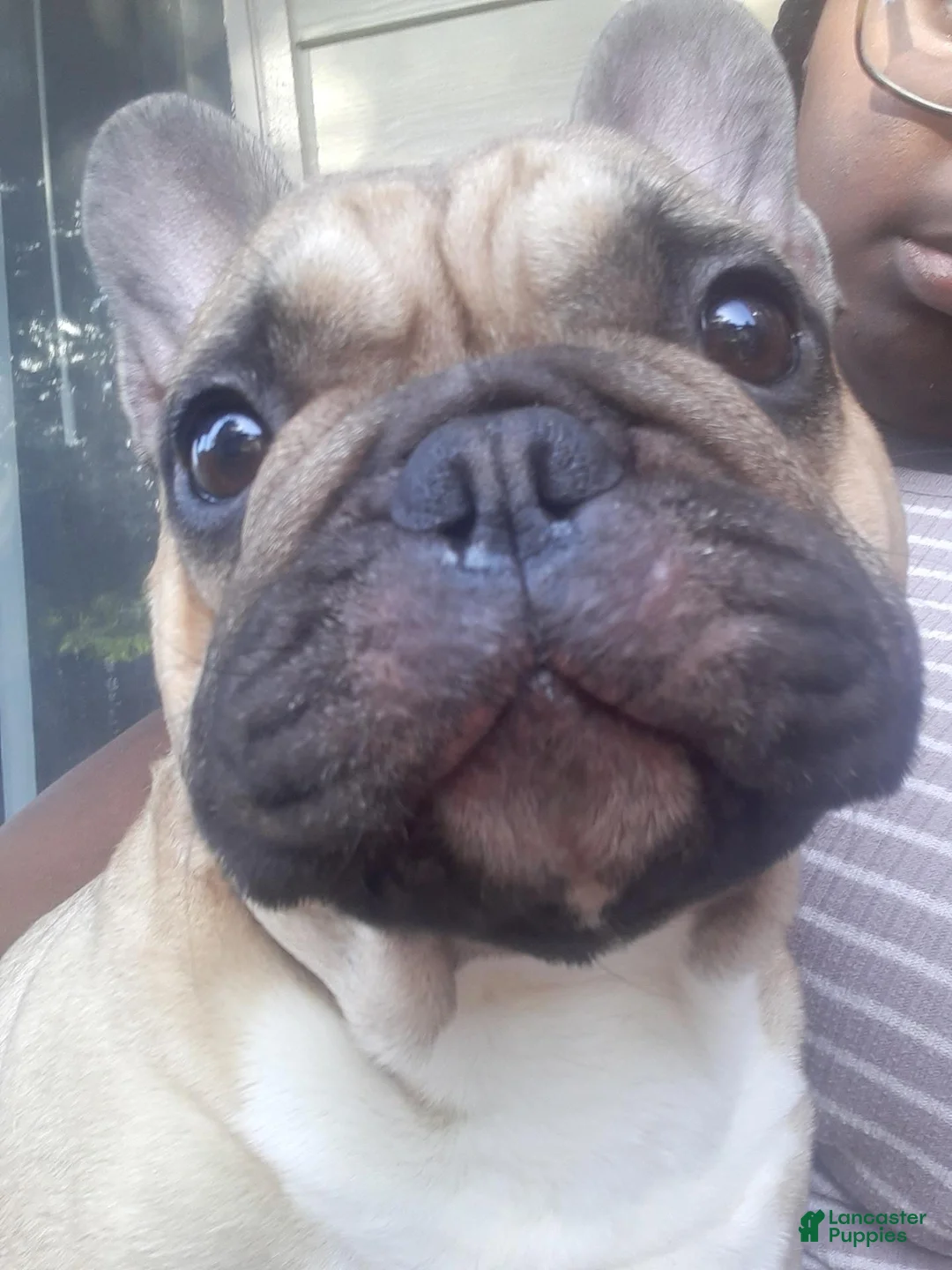 French Bulldog dogs for sale: French Bulldog 1 - Ad 1