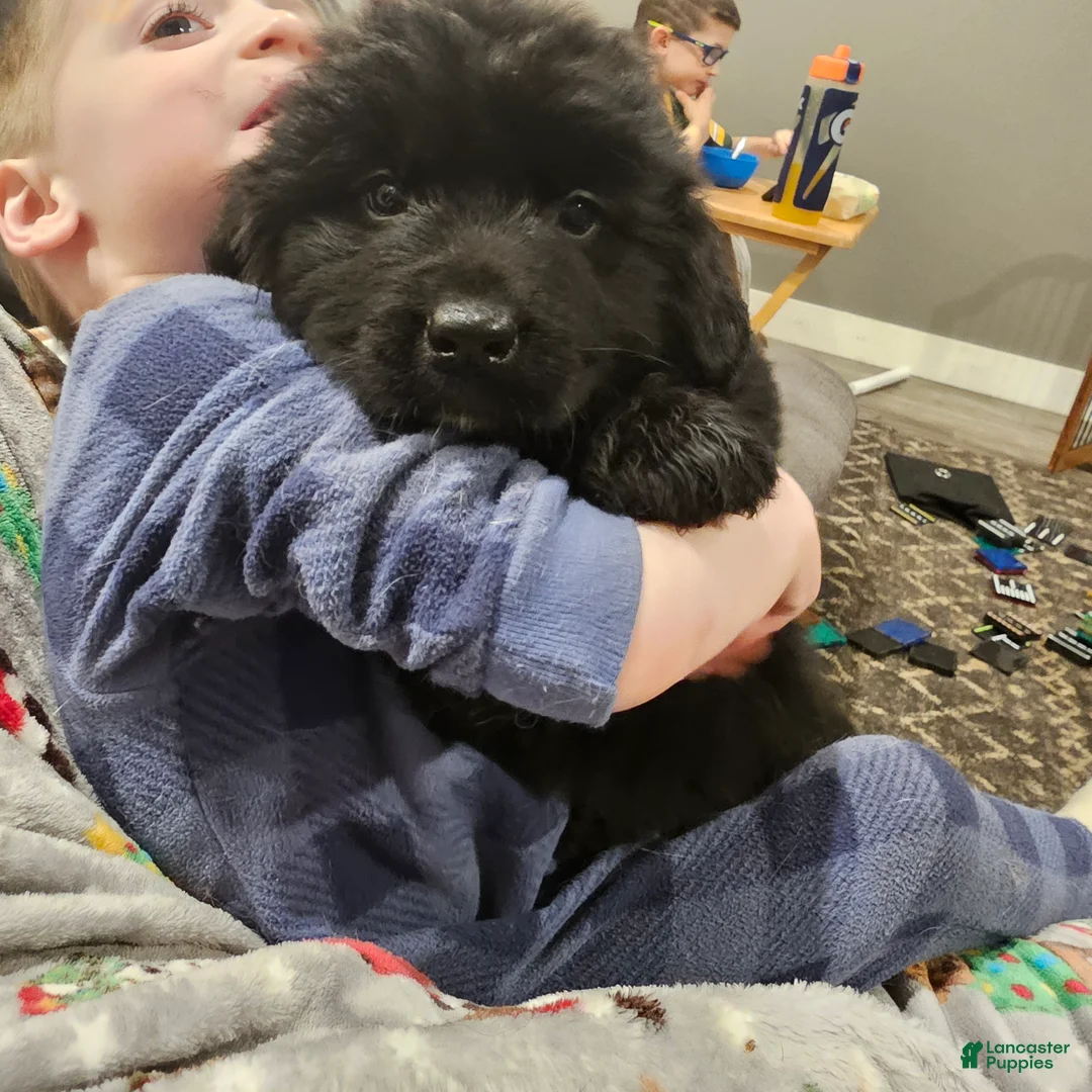 Mixed Breed dogs for sale: Bo - Ad 2