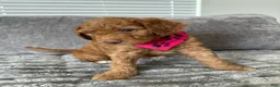 Goldendoodle dogs for sale: Pixie - Ad 2