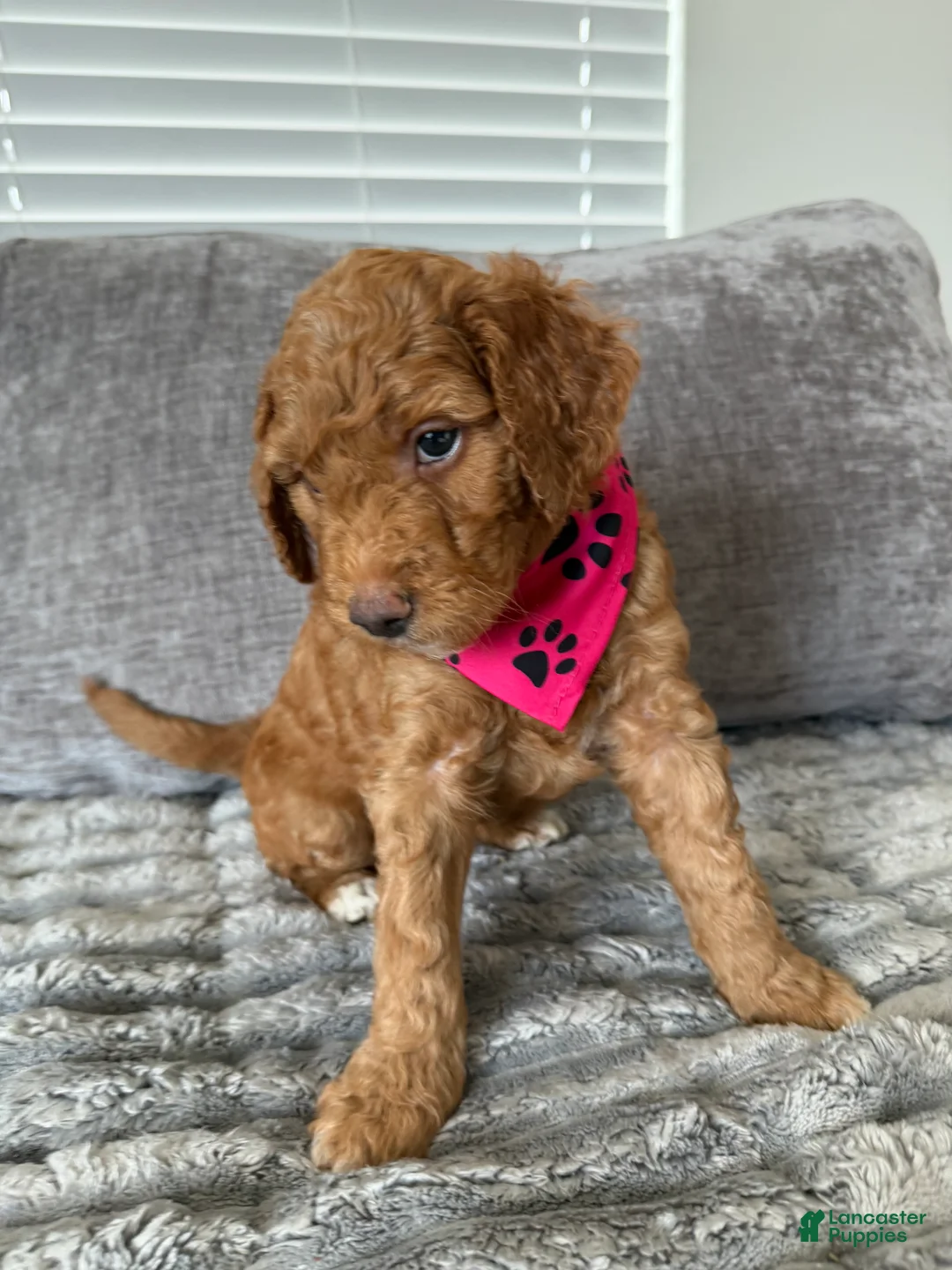 Goldendoodle dogs for sale: Pixie - Ad 2