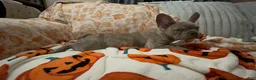 French Bulldog dogs for sale: French Bulldog 2 - Ad 15