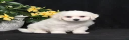 Bichon Frise dogs for sale: Luke - Ad 1