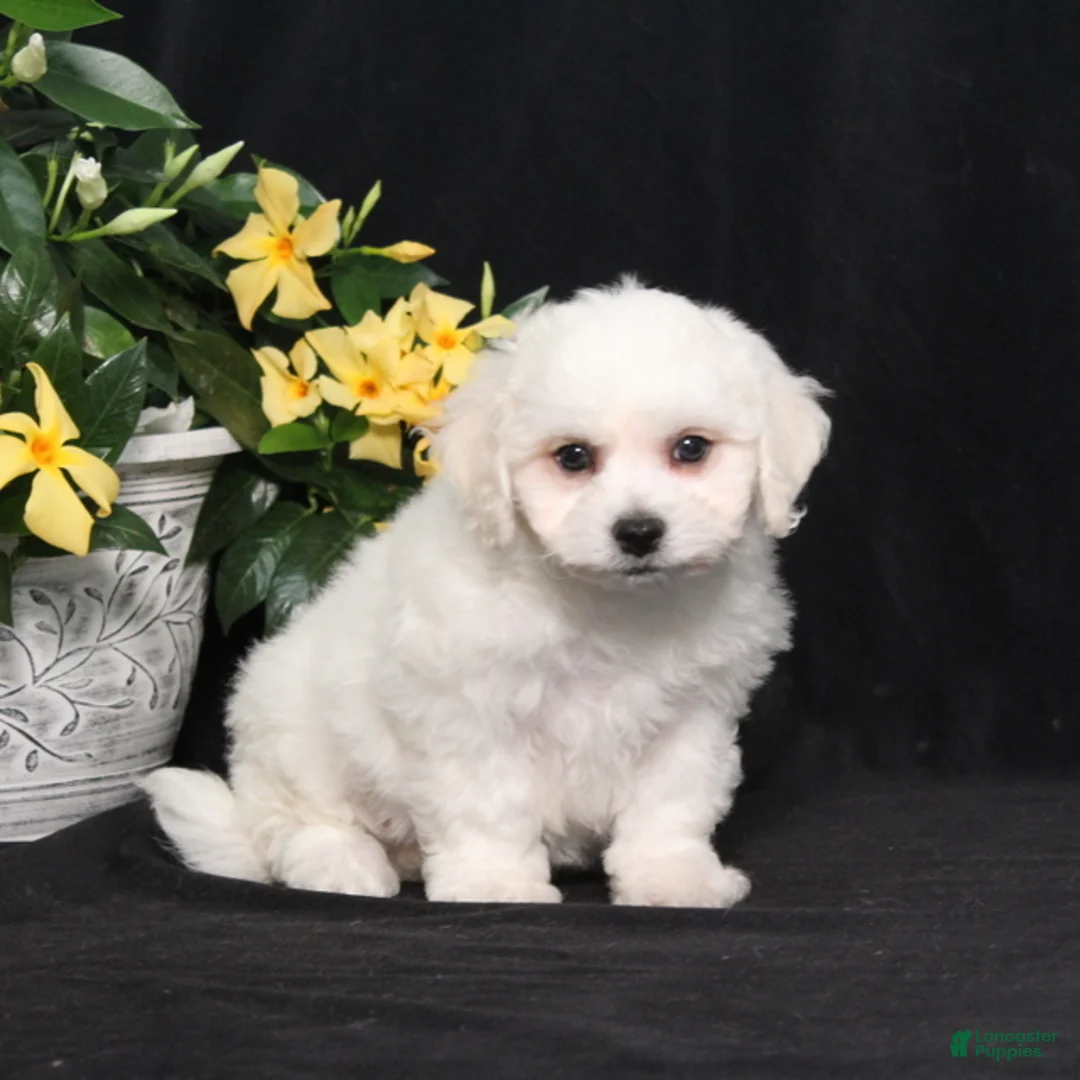 Bichon Frise dogs for sale: Luke - Ad 1